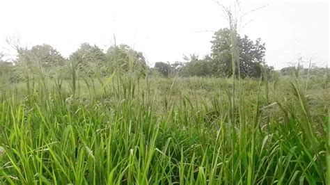  Whispers from the Paddy Field: A Symphony of Nature and Resilience